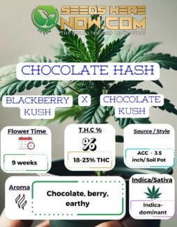 ACC - Chocolate HashACC - Chocolate Hash