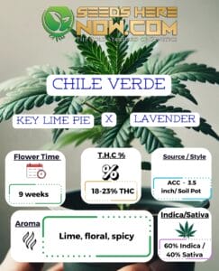 Chile Verde Clones- Acc