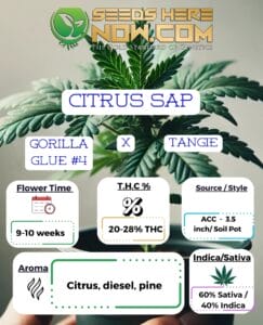 Citrus Sap Clones - Acc
