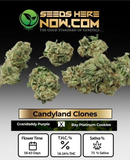 Candyland Clones - Acc