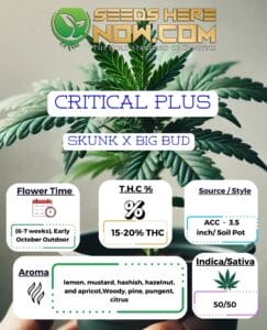 Critical Plus Clones - Acc