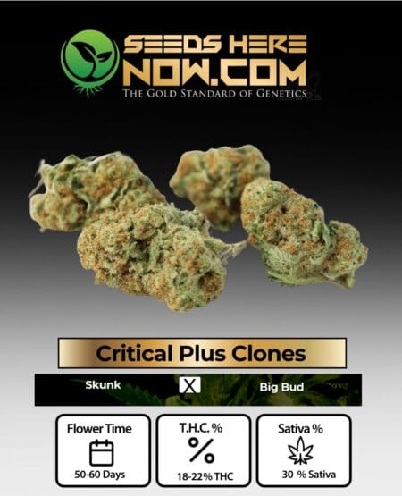 Acc - Critical Plus Clones