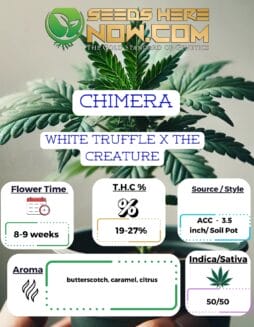 Chimera Clones - ACCChimera Clones - ACC