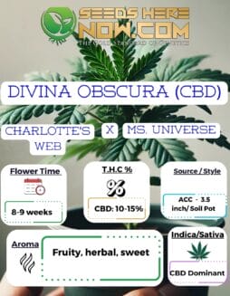 ACC - Divina Obscura (CBD)