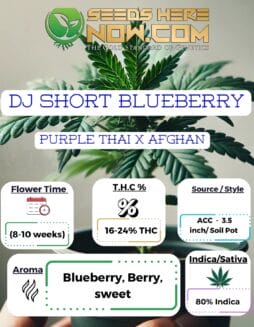 DJ Short Blueberry Clones - ACCDj Short Blueberry Clones - Acc