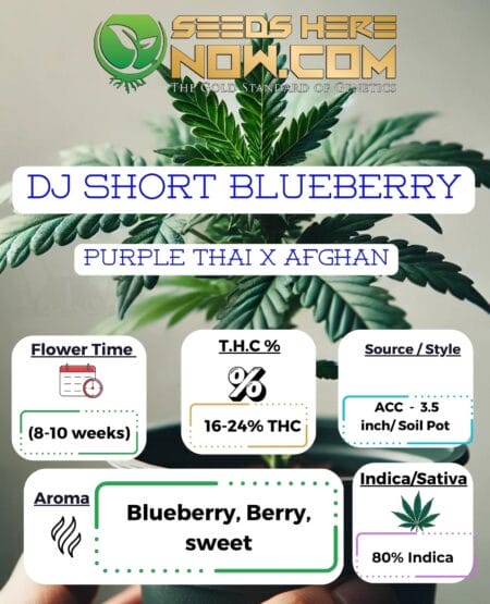 Dj Short Blueberry Clones - Acc