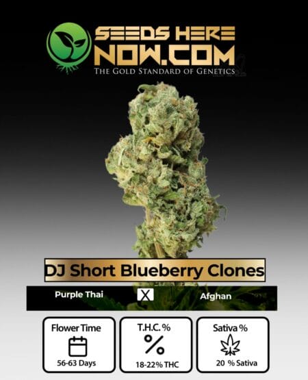 Dj Short Blueberry Clones - Acc