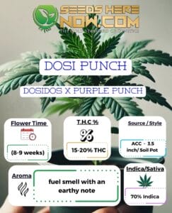 Dosi Punch Clones - Acc