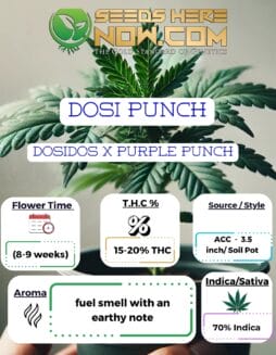 ACC - Dosi Punch Clones