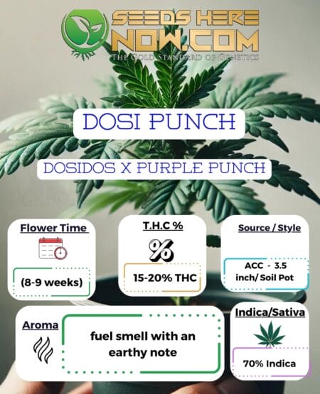 Acc - Dosi Punch Clones