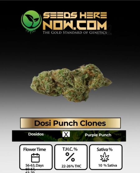 Acc - Dosi Punch Clones