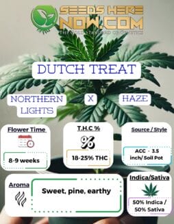 ACC - Dutch Treat