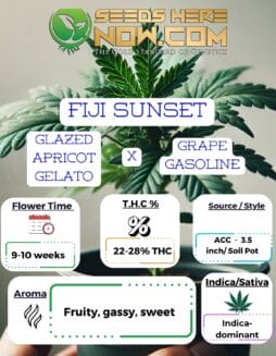 Fiji Sunset   
Fiji Sunset (Feminized)  
Fiji Sunset (Autoflower)- ACCFiji Sunset   
Fiji Sunset (Feminized)  
Fiji Sunset (Autoflower)- ACC