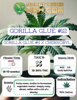 ACC - Gorilla Glue #12 Clones