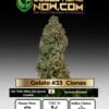 Gelato #33 Clones - Acc