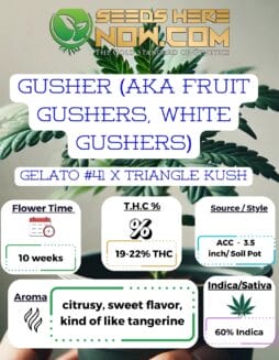 Gusher (AKA Fruit Gushers, White Gushers) Clones - ACCGusher (AKA Fruit Gushers, White Gushers) Clones - ACC