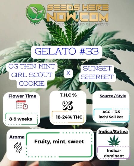 Acc Gelato #33