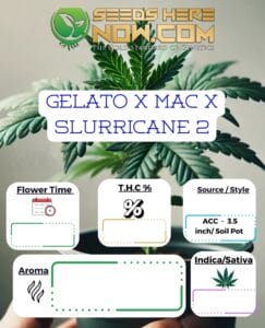Gelato X Mac X Slurricane 2 Clones - Acc