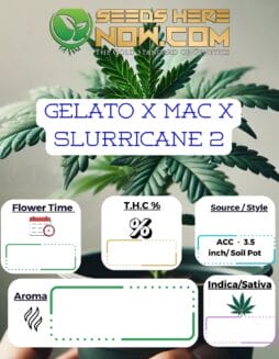 ACC - Gelato x Mac x Slurricane 2 Clones