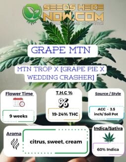 Grape MTN Clones - ACCGrape MTN Clones - ACC