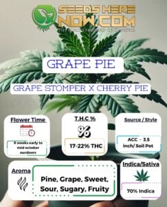 Grape Pie Clones - Acc