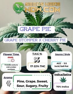 ACC - Grape Pie Clones