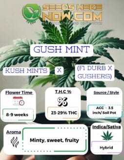 ACC - Gush Mint