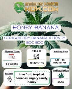 Honey Banana Clones - Acc