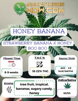 ACC - Honey Banana Clones