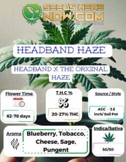 ACC - Headband Haze Clones