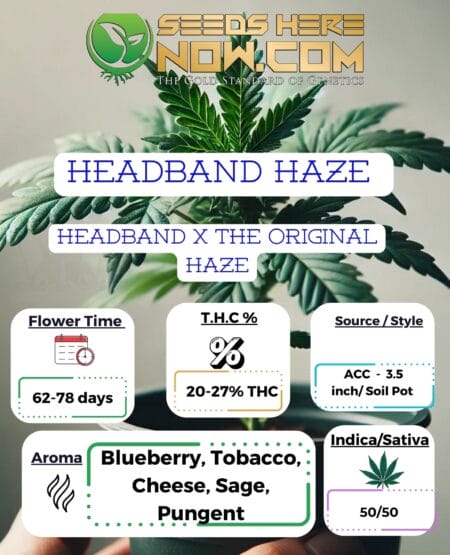 Headband Haze Clones - Acc