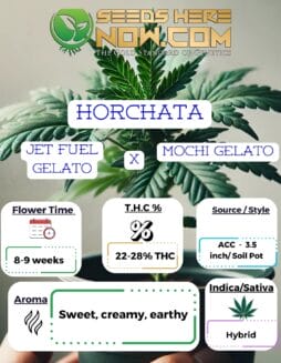 ACC - Horchata