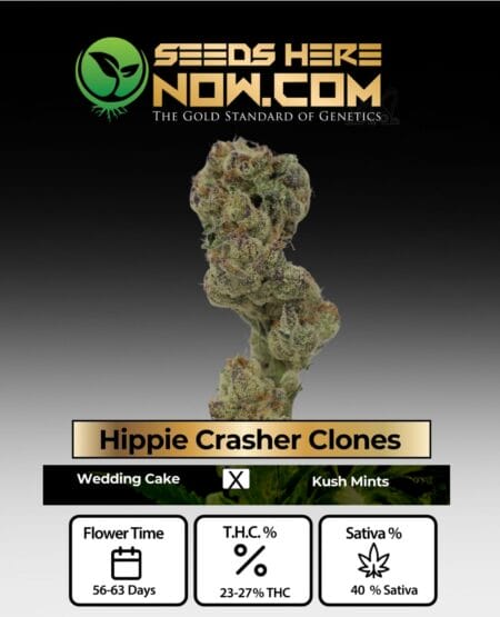 Hippie Crasher Clones