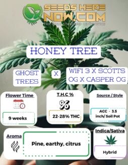 Honey Tree Clones - ACCHoney Tree Clones - ACC