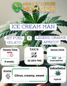 Ice Cream Man Clones - ACCIce Cream Man Clones - ACC