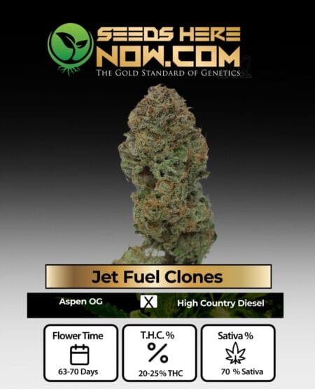 Jet Fuel Clones - Acc