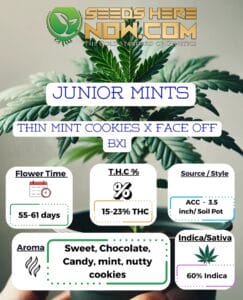 Junior Mints Clones - Acc