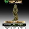 Junior Mints Clones (space) ACC