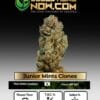 Junior Mints Clones (space) ACC