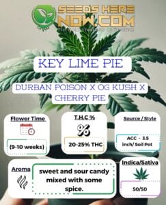 Key Lime Pie Clones - Acc