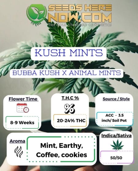 Acc - Kush Mints Clones