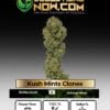 Kush Mints Clones (space) ACC