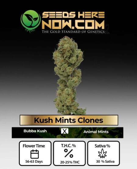 Acc - Kush Mints Clones