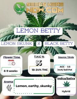 ACC - Lemon Betty