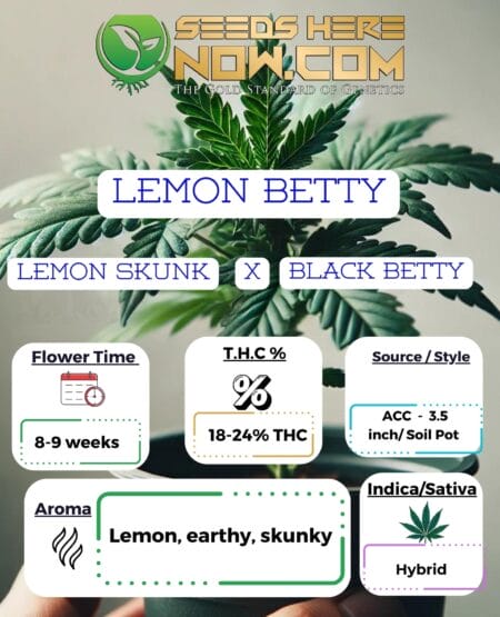 Lemon Betty  Clones (space) ACC