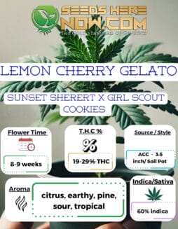 ACC - Lemon Cherry Gelato Clones