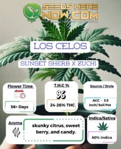 Los Celos Clones - Acc