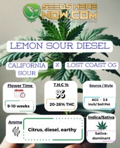 Lemon Sour Diesel - Acc