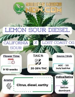 Lemon Sour Diesel - ACCLemon Sour Diesel - ACC