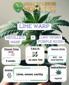 Lime Warp Clones - Acc